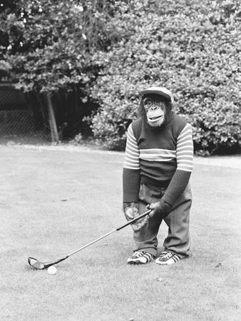 A Chimpanzee playing a round of golf - Photographic Print, 12x16