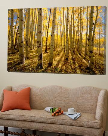 Aspen Trees in Autumn - Loft Art, 72x48
