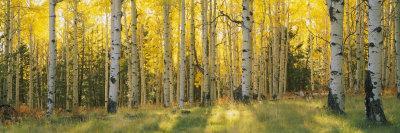 Aspen Trees in Coconino National Forest, Arizona, USA - Photographic Print, 24x8