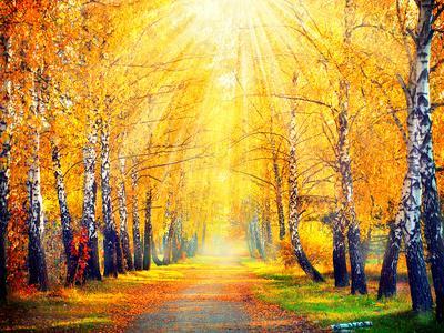 Autumn. Fall. Autumnal Park. Autumn Trees and Leaves in Sun Rays. Beautiful Autumn Scene - Photographic Print, 16x12