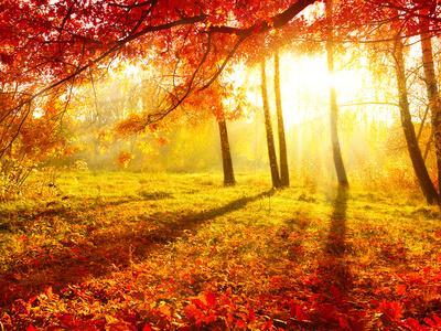 Autumn Trees and Leaves - Photographic Print, 16x12