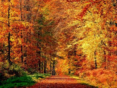 Autumn Way - Photographic Print, 16x12