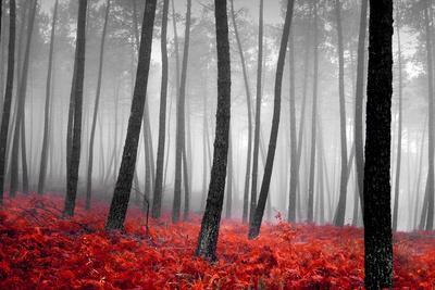 Autumn Woods - Photographic Print, 18x12