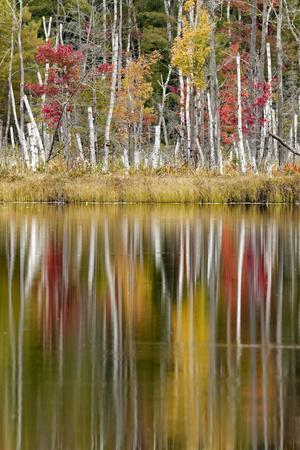 Birch trees and autumn colors on Red Jack Lake, Hiawatha National Forest, Michigan. - Photographic Print, 8x12
