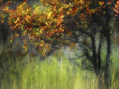 Bittersweet - Photographic Print, 12x9