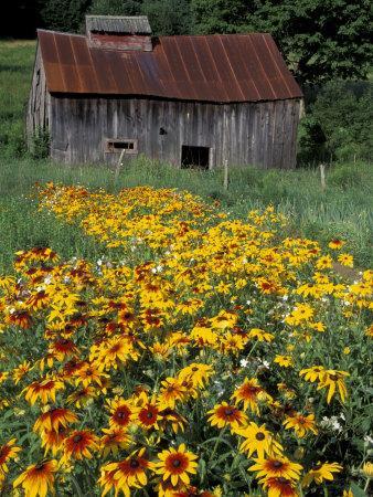 Black Eyed Susans and Barn, Vermont, USA - Photographic Print, 12x16