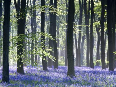 Bluebell Vision - Photographic Print, 16x12