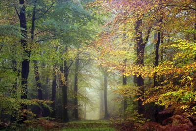 Brocéliande colored forest - Photographic Print, 12x8 Brocéliande colored forest - Photographic Print, 12x8