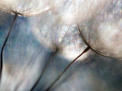 Carefree - Photographic Print, 16x12