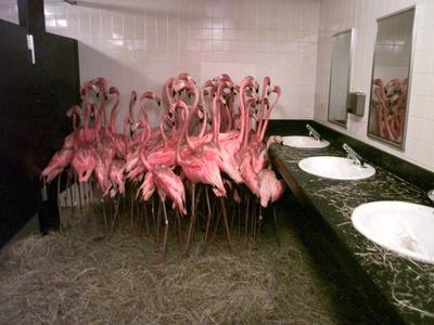 Caribbean Flamingos from Miami's Metrozoo Crowd into the Men's Bathroom - Photographic Print, 12x9
