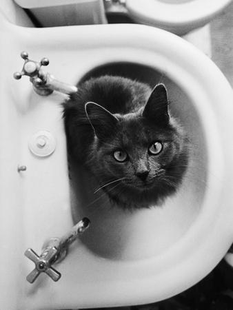 Cat Sitting In Bathroom Sink - Photographic Print, 12x16