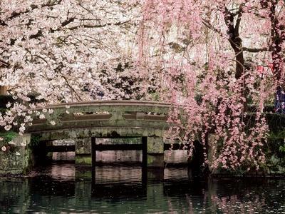 Cherry Blossoms, Mishima Taisha Shrine, Shizuoka - Photographic Print, 16x12
