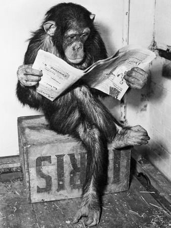Chimpanzee Reading Newspaper - Photographic Print, 12x16 Chimpanzee Reading Newspaper - Photographic Print, 12x16