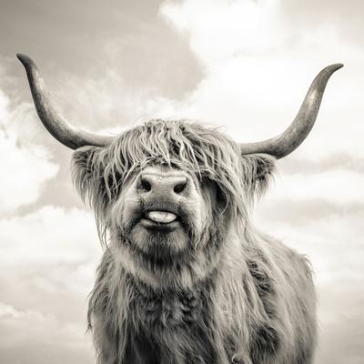 Close up portrait of Scottish Highland cattle on a farm - Photographic Print, 16x16