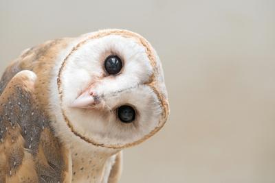 Common Barn Owl ( Tyto Albahead ) Head close Up - Photographic Print, 12x8