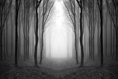 Dark Woods - Photographic Print, 18x12 Dark Woods - Photographic Print, 18x12