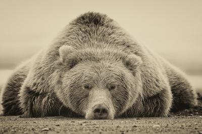 Deep Sleep - Wall Art Print, 18x12 Deep Sleep - Wall Art Print, 18x12