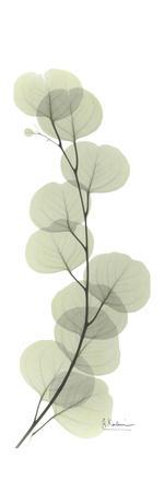 Eucalyptus in Green - Premium Giclee Print, 8x24