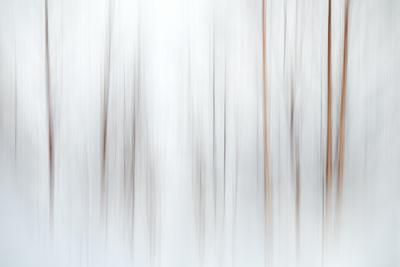 Fog - Photographic Print, 12x8