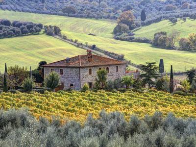 Italy, Tuscany. Vineyards and Olive Trees in Autumn by a House - Photographic Print, 12x9