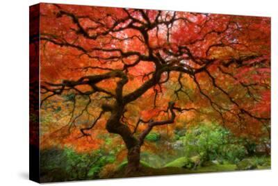 Japanese Maple - Canvas Print Wall Art, 18x12 Japanese Maple - Canvas Print Wall Art, 18x12