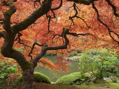 Japanese Maple, Portland Japanese Garden, Oregon, USA - Photographic Print, 12x9 Japanese Maple, Portland Japanese Garden, Oregon, USA - Photographic Print, 12x9