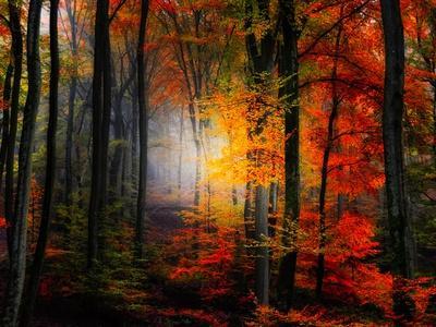 Light Colors - Photographic Print, 16x12 Light Colors - Photographic Print, 16x12