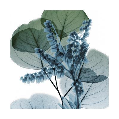 Lilly of Eucalyptus 2 - Premium Giclee Print, 16x16