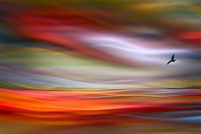 Lone Bird - Photographic Print, 12x8