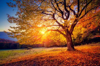 Majestic Alone Beech Tree on a Hill Slope with Sunny Beams at Mountain Valley. Dramatic Colorful Mo - Photographic Print, 18x12