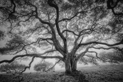 Majestic Old Oak, Black and White, Petaluma Northern California - Photographic Print, 18x12