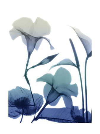 Morning Bloom 1 - Wall Art Print, 9x12