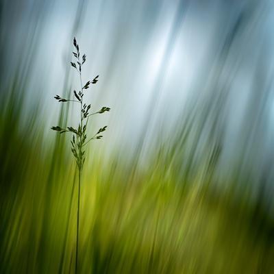 Morning Grass - Premium Photographic Print, 12x12