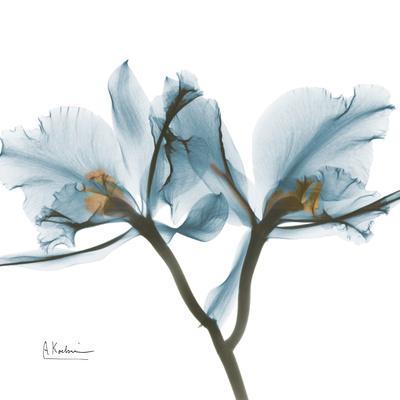 Orchid Blue - Wall Art Print, 16x16