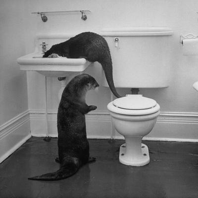 Otters Playing in Bathroom - Photographic Print, 16x16