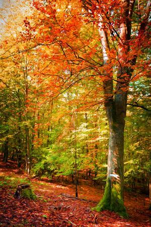 Poets of the Fall - Photographic Print, 8x12 Poets of the Fall - Photographic Print, 8x12