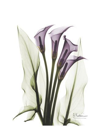 Purple Calla Lily Portrait - Premium Giclee Print, 12x16