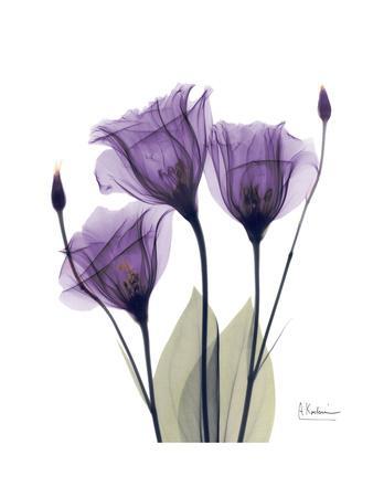 Purple Gentian Triplet - Premium Giclee Print, 12x16