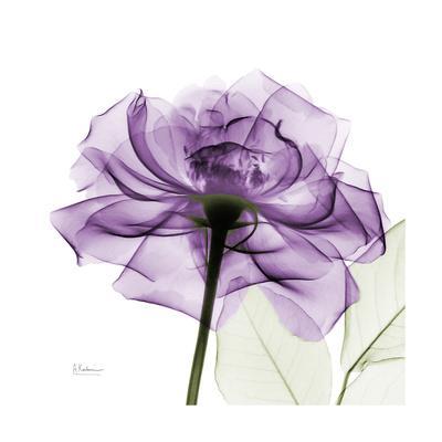 Purple Rose - Wall Art Print, 16x16