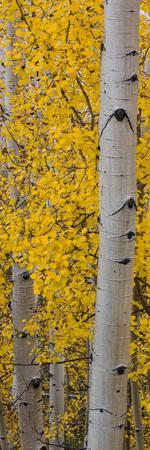 Quaking Aspen (Populus Tremuloides) Tree, Boulder Mountain, Dixie National Forest, Utah, USA - Photographic Print, 8x24 Quaking Aspen (Populus Tremuloides) Tree, Boulder Mountain, Dixie National Forest, Utah, USA - Photographic Print, 8x24
