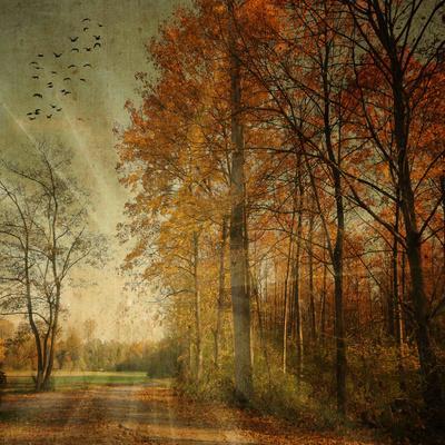 Ray Fall - Photographic Print, 16x16