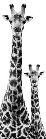 Safari Profile Collection - Giraffe and Baby White Edition IV - Photographic Print, 8x24 Safari Profile Collection - Giraffe and Baby White Edition IV - Photographic Print, 8x24