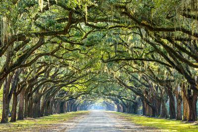 Savannah, Georgia, USA Oak Tree Lined Road at Historic Wormsloe Plantation. - Photographic Print, 18x12