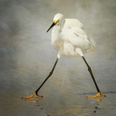 The Rock Star - Photographic Print, 16x16