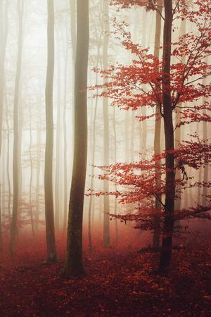 The Way Out - Photographic Print, 8x12