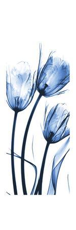 Three Blue Tulips - Premium Giclee Print, 8x24