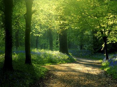 Track Leading Through Lanhydrock Beech Woodland with Bluebells in Spring, Cornwall, UK - Photographic Print, 16x12