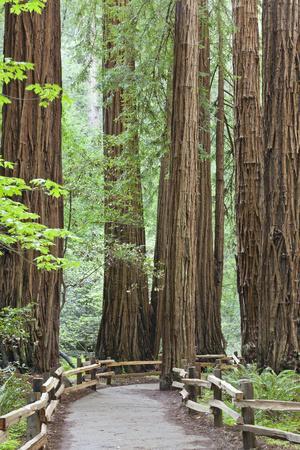 Trail Through Muir Woods National Monument, California, USA - Photographic Print, 8x12