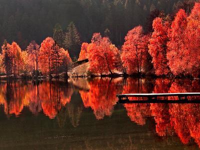 Trees Vs Trees - Photographic Print, 16x12