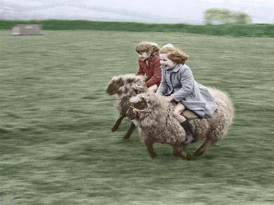 Two Children Ride on Sheep, England, Great Britain, 1967 (Photo) - Giclee Print, 16x12